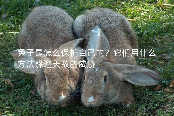 兔子是怎么保护自己的？它们用什么方法躲避天敌的威胁