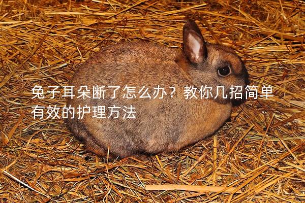 兔子耳朵断了怎么办？教你几招简单有效的护理方法