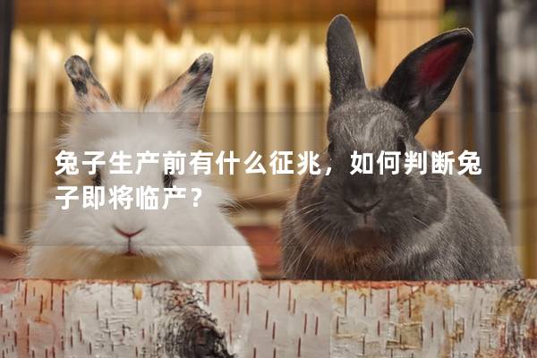 兔子生产前有什么征兆，如何判断兔子即将临产？