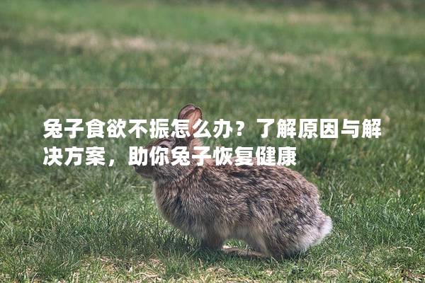 兔子食欲不振怎么办？了解原因与解决方案，助你兔子恢复健康