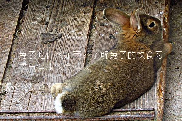 兔子吃什么东西？了解兔子的饮食习惯与健康饮食建议