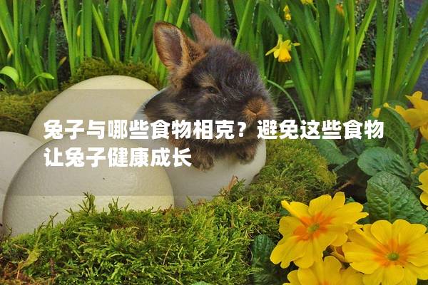 兔子与哪些食物相克？避免这些食物让兔子健康成长