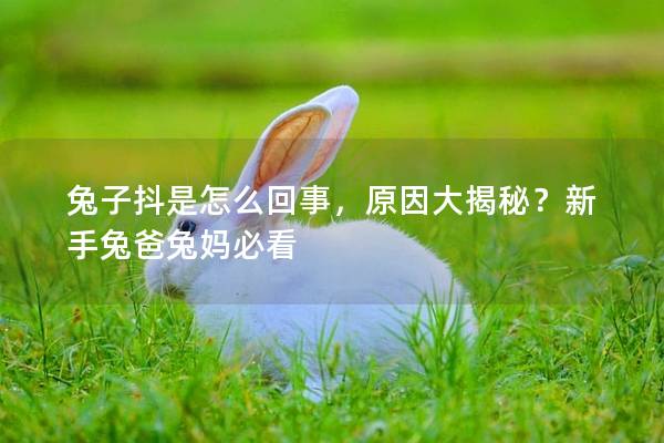 兔子抖是怎么回事，原因大揭秘？新手兔爸兔妈必看