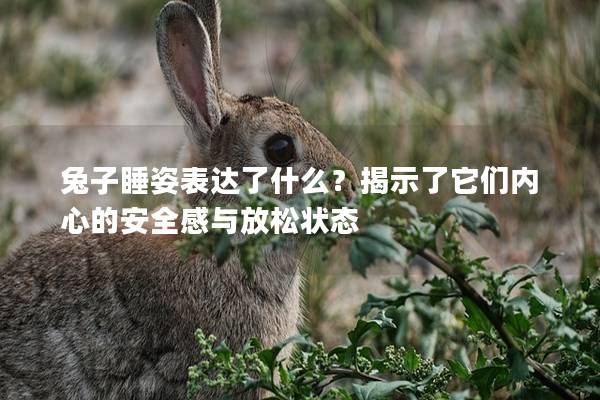 兔子睡姿表达了什么？揭示了它们内心的安全感与放松状态