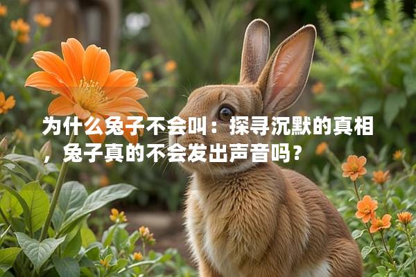 为什么兔子不会叫：探寻沉默的真相，兔子真的不会发出声音吗？