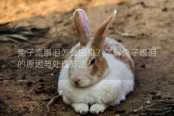 兔子流眼泪怎么回事？了解兔子眼泪的原因与处理方法