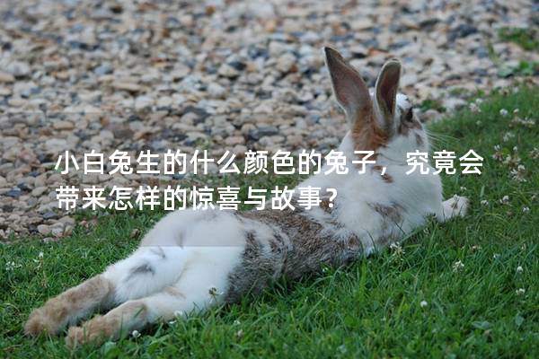 小白兔生的什么颜色的兔子，究竟会带来怎样的惊喜与故事？