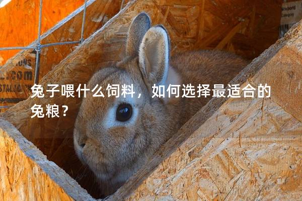 兔子喂什么饲料，如何选择最适合的兔粮？