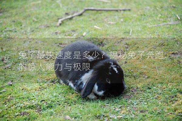 兔子最快速度是多少？揭秘兔子奔跑的惊人能力与极限