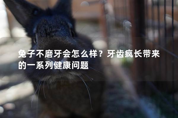 兔子不磨牙会怎么样？牙齿疯长带来的一系列健康问题