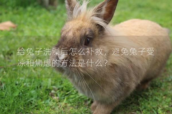 给兔子洗澡后怎么补救，避免兔子受凉和焦虑的方法是什么？