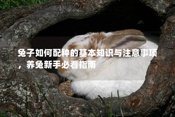 兔子如何配种的基本知识与注意事项，养兔新手必看指南
