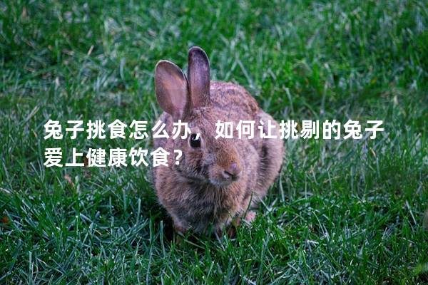 兔子挑食怎么办，如何让挑剔的兔子爱上健康饮食？