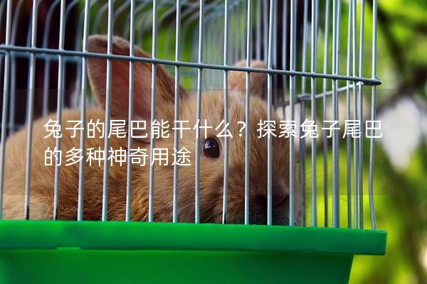 兔子的尾巴能干什么？探索兔子尾巴的多种神奇用途