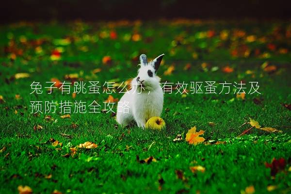 兔子有跳蚤怎么办，有效驱蚤方法及预防措施全攻略