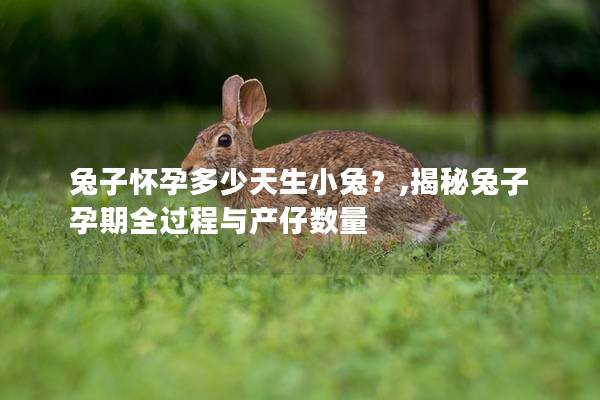 兔子怀孕多少天生小兔？,揭秘兔子孕期全过程与产仔数量