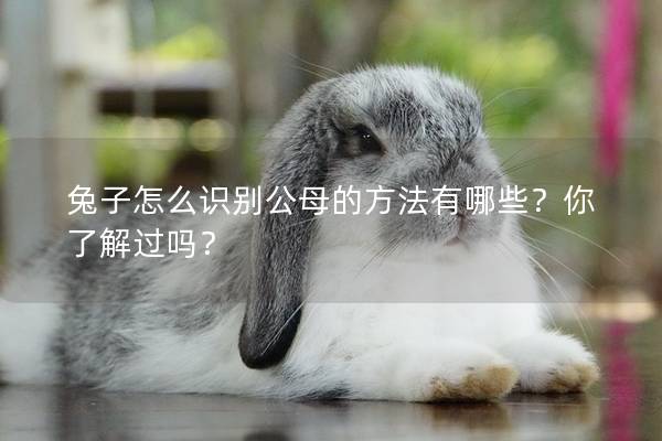 兔子怎么识别公母的方法有哪些？你了解过吗？