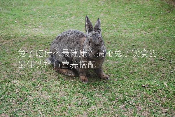 兔子吃什么最健康？揭秘兔子饮食的最佳选择与营养搭配
