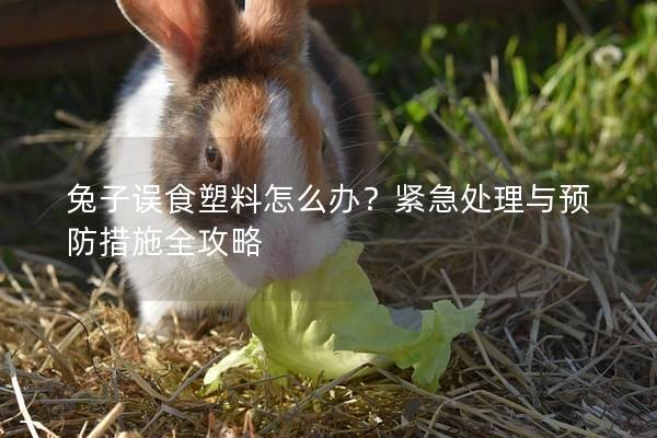 兔子误食塑料怎么办？紧急处理与预防措施全攻略