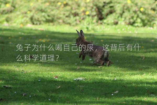 兔子为什么喝自己的尿，这背后有什么科学道理？