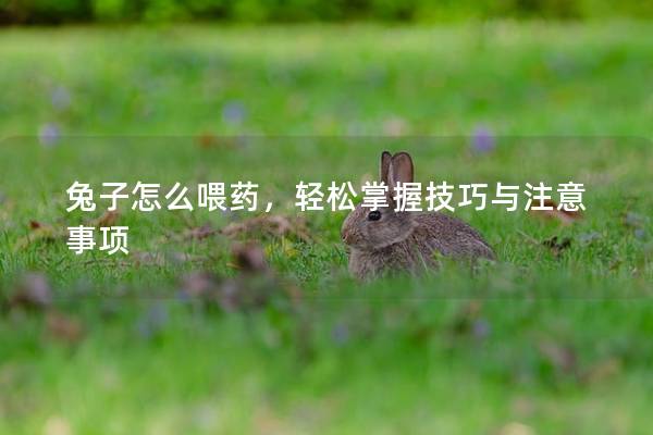 兔子怎么喂药，轻松掌握技巧与注意事项
