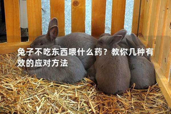 兔子不吃东西喂什么药？教你几种有效的应对方法