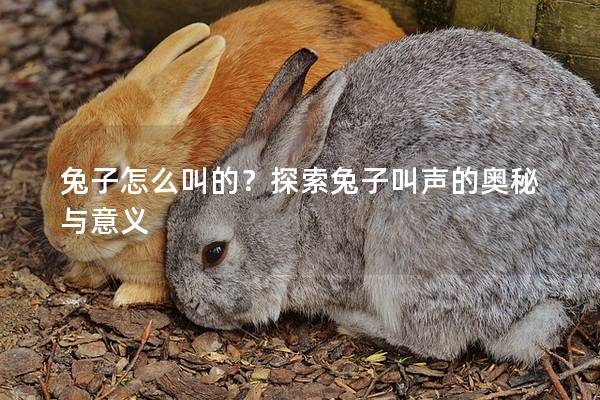兔子怎么叫的？探索兔子叫声的奥秘与意义