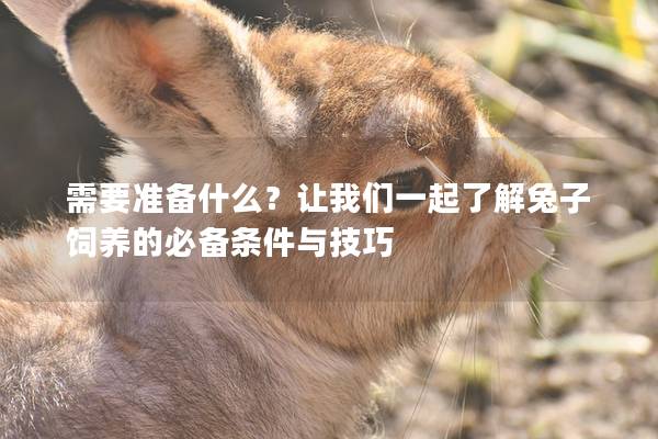 需要准备什么？让我们一起了解兔子饲养的必备条件与技巧
