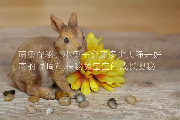 萌兔探秘：小兔子究竟多少天睁开好奇的眼睛？,揭秘兔宝宝的成长奥秘