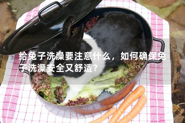 给兔子洗澡要注意什么，如何确保兔子洗澡安全又舒适？