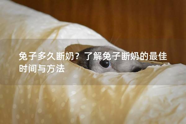 兔子多久断奶？了解兔子断奶的最佳时间与方法