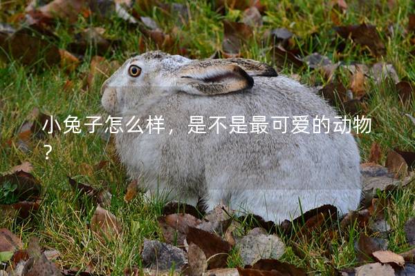 小兔子怎么样，是不是最可爱的动物？