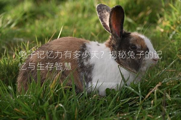 兔子记忆力有多少天？揭秘兔子的记忆与生存智慧