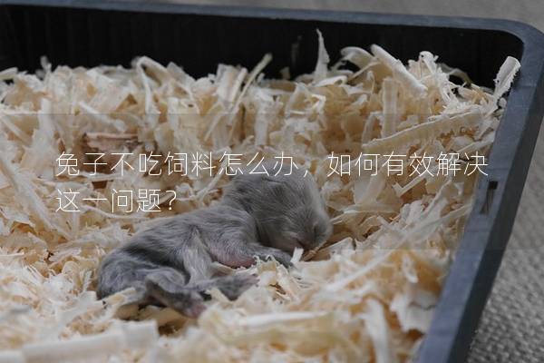 兔子不吃饲料怎么办，如何有效解决这一问题？