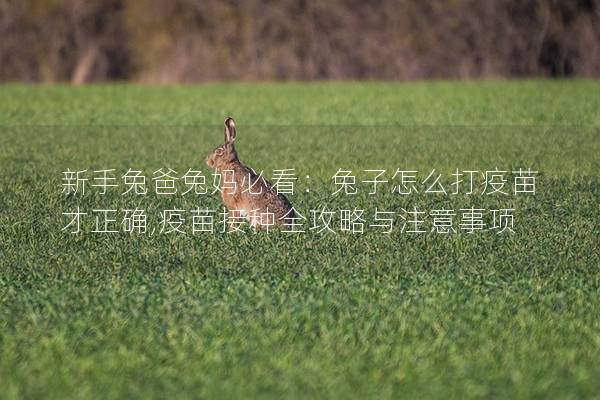新手兔爸兔妈必看：兔子怎么打疫苗才正确,疫苗接种全攻略与注意事项