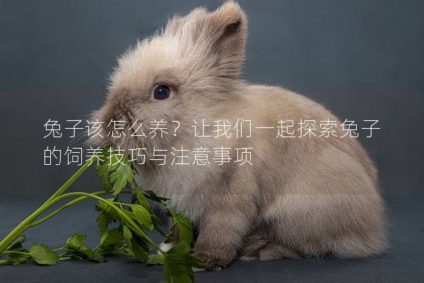 兔子该怎么养？让我们一起探索兔子的饲养技巧与注意事项
