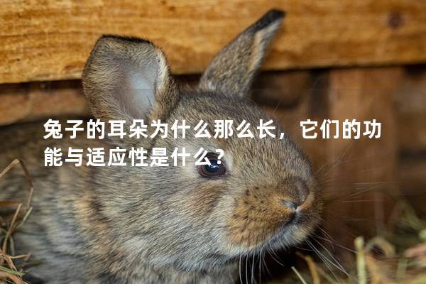 兔子的耳朵为什么那么长，它们的功能与适应性是什么？