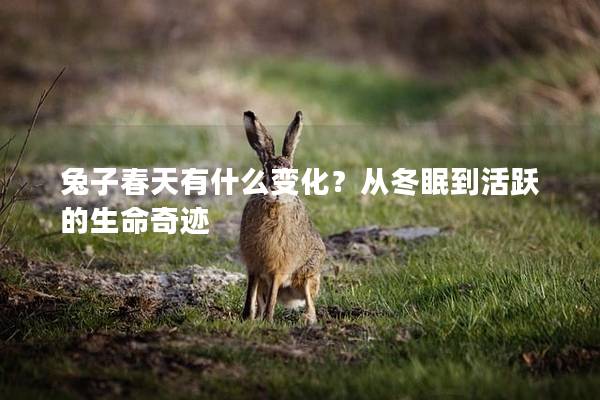 兔子春天有什么变化？从冬眠到活跃的生命奇迹