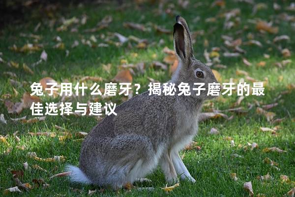 兔子用什么磨牙？揭秘兔子磨牙的最佳选择与建议