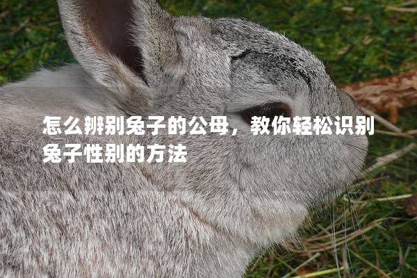 怎么辨别兔子的公母，教你轻松识别兔子性别的方法