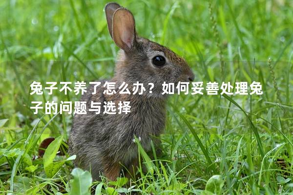 兔子不养了怎么办？如何妥善处理兔子的问题与选择
