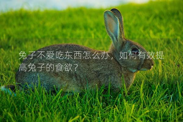 兔子不爱吃东西怎么办，如何有效提高兔子的食欲？