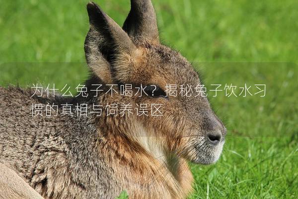 为什么兔子不喝水？揭秘兔子饮水习惯的真相与饲养误区
