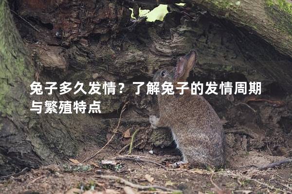 兔子多久发情？了解兔子的发情周期与繁殖特点