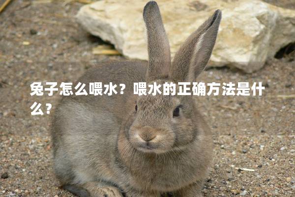 兔子怎么喂水？喂水的正确方法是什么？