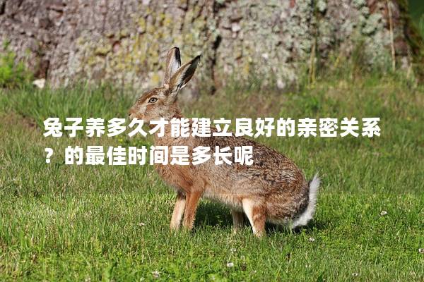 兔子养多久才能建立良好的亲密关系？的最佳时间是多长呢