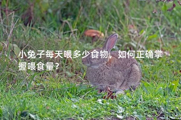小兔子每天喂多少食物，如何正确掌握喂食量？