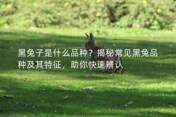 黑兔子是什么品种？揭秘常见黑兔品种及其特征，助你快速辨认
