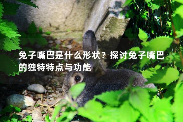 兔子嘴巴是什么形状？探讨兔子嘴巴的独特特点与功能