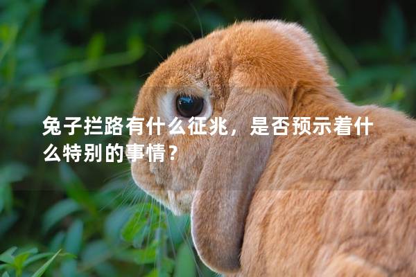 兔子拦路有什么征兆，是否预示着什么特别的事情？
